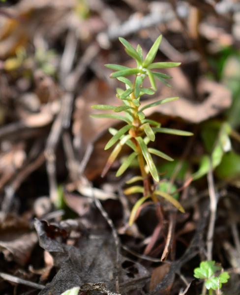 Lenlen, un árbol emblemático de la región andino patagónica