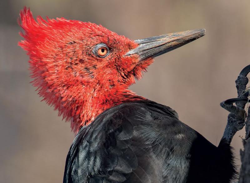 Presentan en Bariloche una gu&iacute;a de aves de la zona andina