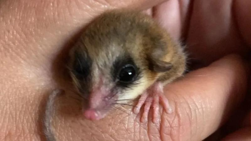 Rescate, cuidados y final feliz: el Monito del Monte que volvió al bosque