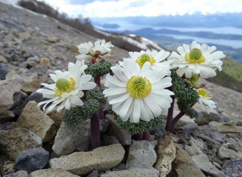 Cómo disfrutar la montaña sin dañarla: charla virtual sobre flora y conservación