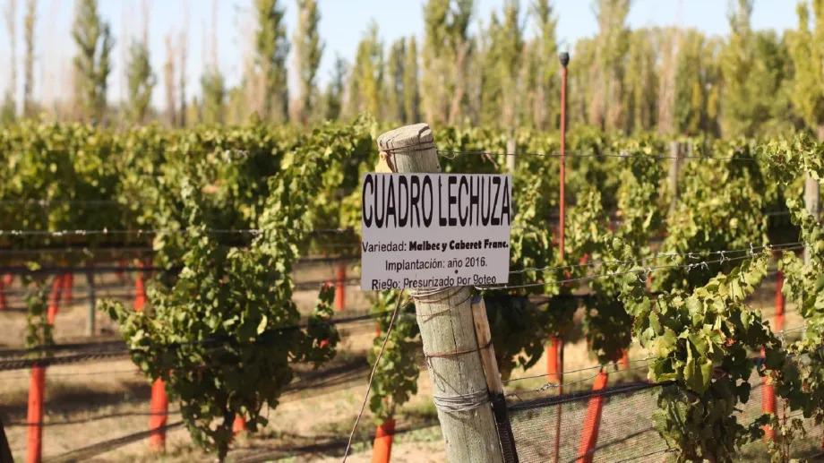 Un vino de R&iacute;o Negro, entre los mejores del pa&iacute;s: fue medalla de oro en un prestigioso certamen